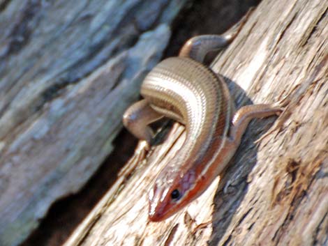 Broad-headed Skink (Eumeces laticeps)