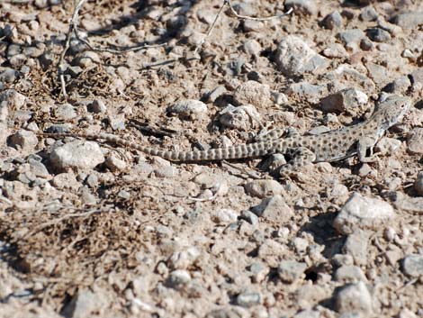 Leopard Lizard (Gambelia wislizenii)