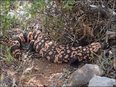 Gila Monster (Heloderma suspectus)