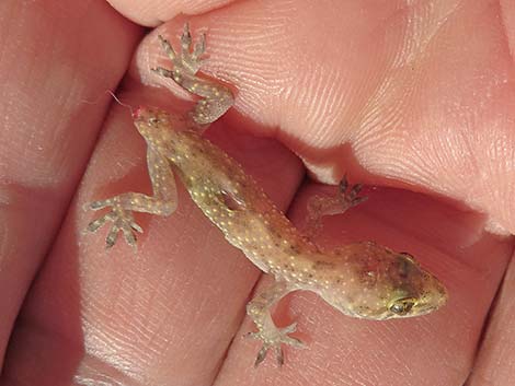 Mediterranean House Gecko (Hemidactylus turcicus)