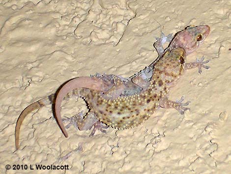 Mediterranean House Gecko (Hemidactylus turcicus)