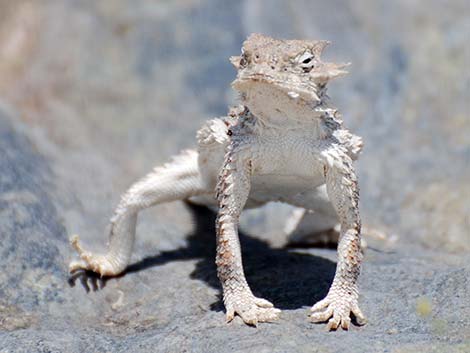 Southern Desert Horned Lizard (Phrynosoma platyrhinos calidiarum)