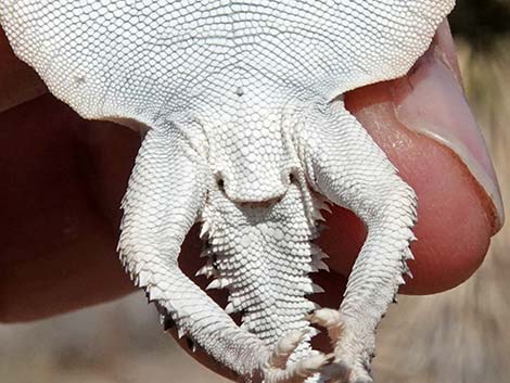 Northern Desert Horned Lizard (Phrynosoma platyrhinos platyrhinos)