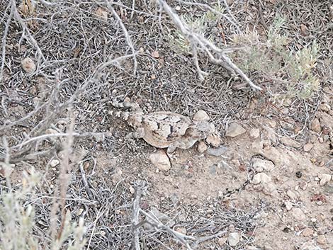 Northern Desert Horned Lizard (Phrynosoma platyrhinos platyrhinos)