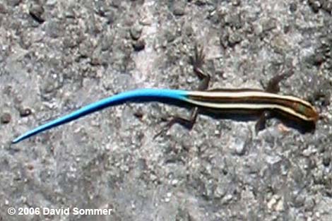 Gilbert Skink (Eumeces gilberti)