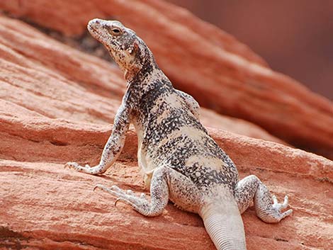 Common Chuckwalla (Sauromalus ater)