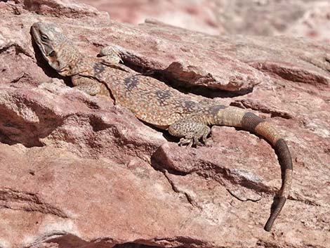 Common Chuckwalla (Sauromalus ater)