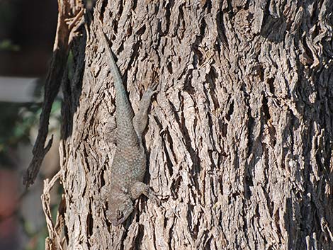 Sonoran Spiny Lizard (Sceloporus clarkii clarkii)