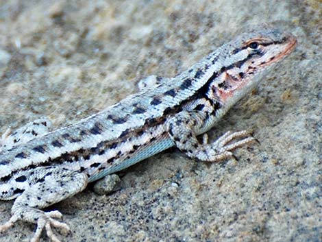 Sagebrush Lizard (Sceloporus graciosus)