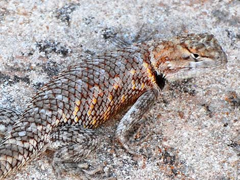 Desert Spiny Lizard (Sceloporus magister)