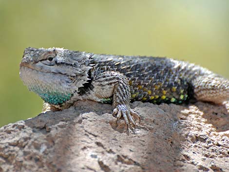 Purple-backed Spiny Lizard (Sceloporus magister magister)