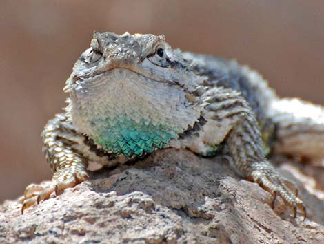 Purple-backed Spiny Lizard (Sceloporus magister magister)