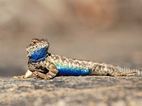 Sierra Fence Lizards (Sceloporus occidentalis taylori)