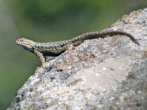 Sierra Fence Lizard (Sceloporus occidentalis taylori)