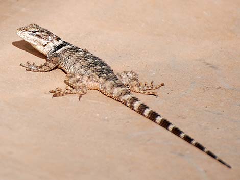 Crevice Spiny Lizard (Sceloporus poinsettii)