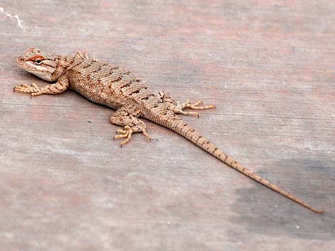 Plateau Fence Lizard (Sceloporus tristichus)