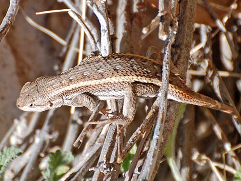 Plateau Fence Lizard (Sceloporus tristichus)