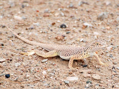 Mojave Fringe-toed Lizard (Uma scoparia)