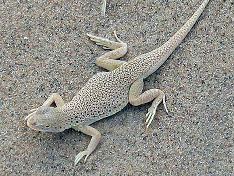 Mojave Fringe-toed Lizard (Uma scoparia)