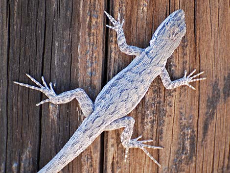 Long-tailed Brush Lizard (Urosaurus graciosus)