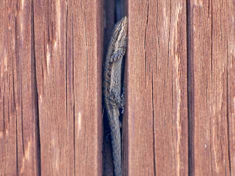 Long-tailed Brush Lizard (Urosaurus graciosus)