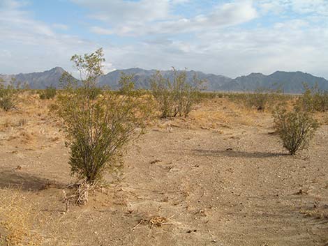 Long-tailed Brush Lizard (Urosaurus graciosus)