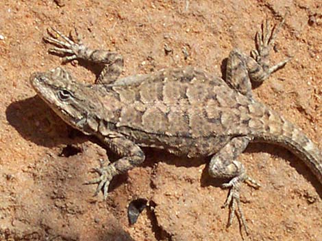 Ornate Tree Lizard (Urosaurus ornatus)