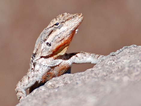 Ornate Tree Lizard (Urosaurus ornatus)