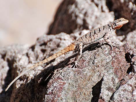 Ornate Tree Lizard (Urosaurus ornatus)