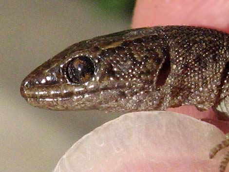 Desert Night Lizard (Xantusia vigilis)