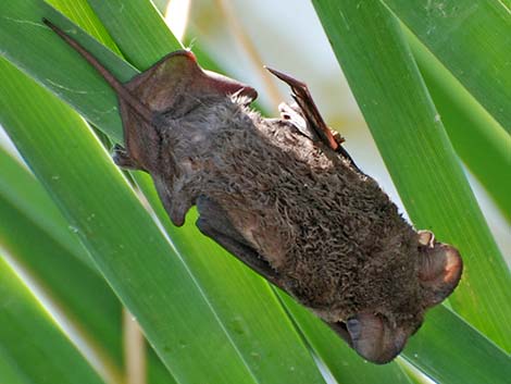 Mexican Free-tailed Bat (Tadarida brasiliensis)