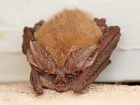 Townsend's Big-eared Bat (Corynorhinus townsendii)