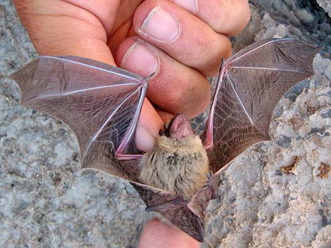 Canyon Bat (Pipistrellus hesperus)