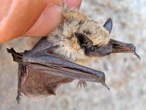 Canyon Bat (Pipistrellus hesperus)