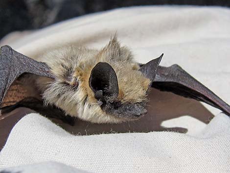 Canyon Bat (Pipistrellus hesperus)