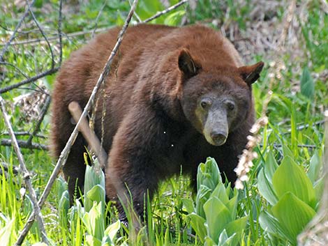 Black Bear (Ursus americanus)