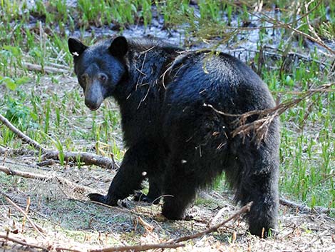 Black Bear (Ursus americanus)