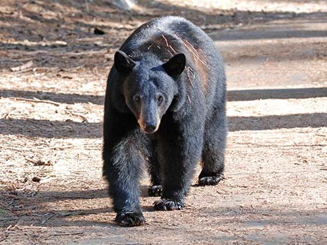 Black Bear (Ursus americanus)