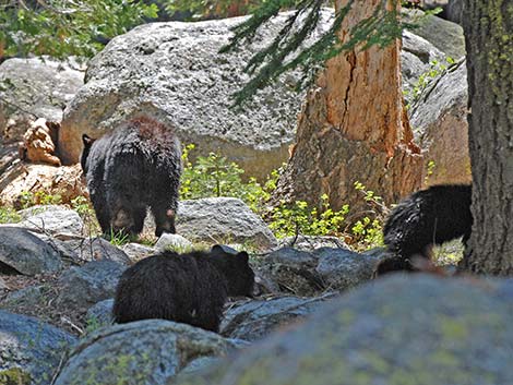 Black Bear (Ursus americanus)