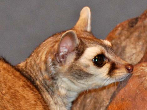 Ringtail (Bassariscus astutus)