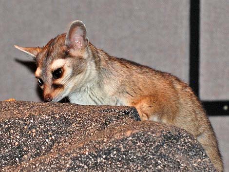 Ringtail (Bassariscus astutus)