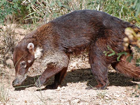 White-nosed Coati (Nasua narica)