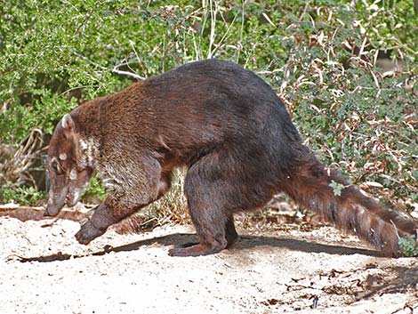 White-nosed Coati (Nasua narica)