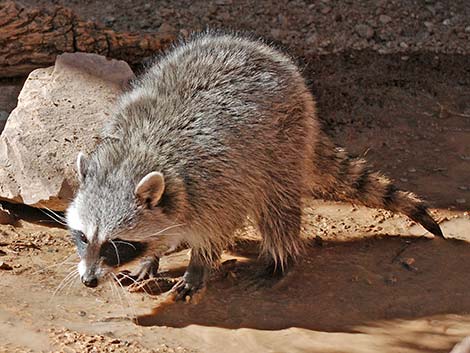 Raccoon (Procyon lotor)