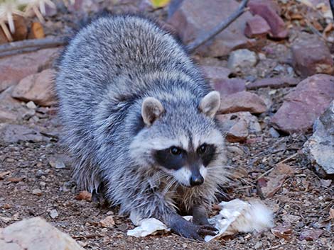 Raccoon (Procyon lotor)