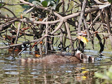 Raccoon (Procyon lotor)