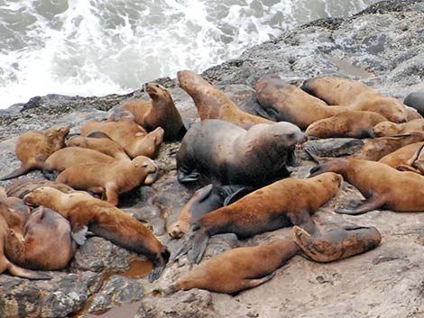 Steller Sea Lion (Eumetopias jubatus)