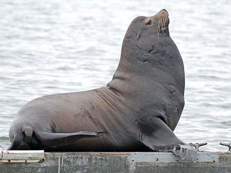 California Sea Lion (Zalophus californicus)