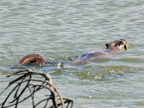 Northern River Otter (Lontra canadensis)