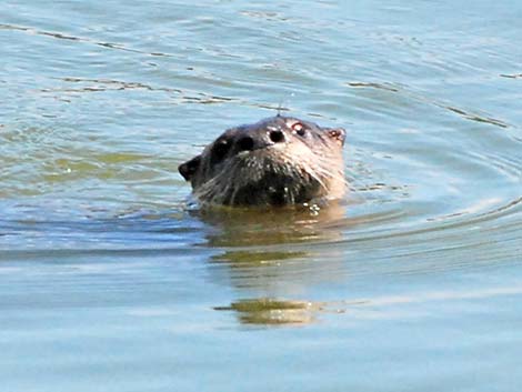 Northern River Otter (Lontra canadensis)